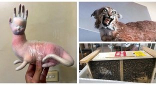 30 самых странных почтовых отправлений (31 фото)