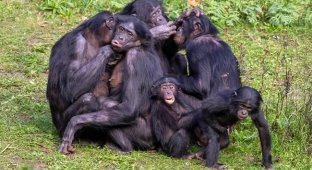 Bonobo: how uncontrollable lust changed a chimpanzee (11 photos)