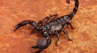 Скорпион, интересные факты (19 фото + 4 видео)