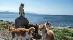 Fluffy paradise: a cat island will be created in Indonesia (5 photos)