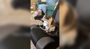 A cat asks its owner to turn on cartoons for her