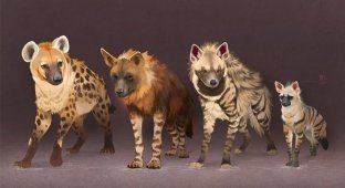 Other hyenas: not everyone knows about the existence of these species! (5 photos)