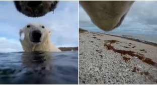 Учёные прикрепили камеры к белым медведям ради эксперимента (6 фото + 1 видео)