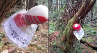 В Японии неизвестный развесил мастурбаторы в лесу самоубийц (4 фото)