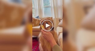 Девушка притворилась спящей, чтобы посмотреть, съест ли пес сыр в ее руке