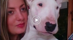 Watch how your bull terrier changes when he hears his favorite song. This is just a sight for sore eyes!