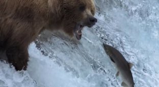 Как медведи ловят рыбу (3 фото + 1 видео)