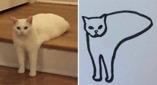 Художник с чувством юмора превращает глупые фото котов в рисунки еще глупее (24 фото)
