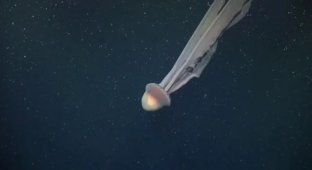 Scientists captured a giant ghostly jellyfish on video (10 photos + 1 Video)