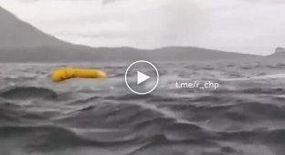 Горбатый кит проглотил молодого человека вместе с лодкой, а затем выплюнул его обратно