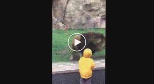 В японском зоопарке лев попытался напасть на 2-летнего мальчика