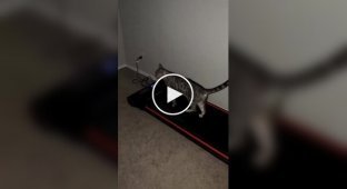 The cat mastered the owner’s treadmill