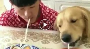 Парень бросил своей собаке вызов в поедании лапши на скорость