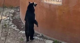 Ведмідь із тайванського зоопарку став на задні лапи та здивував відвідувачів (6 фото + 2 відео)