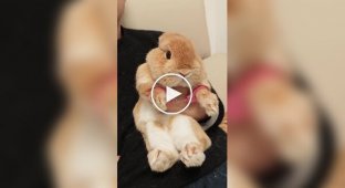 Rabbit arrested for spoiling food