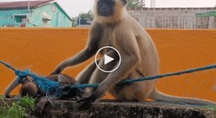 Неравнодушный мужчина спас обезьянку