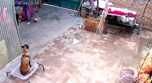 A quick-witted dog turned off the power to the scooter's charger and prevented a fire.