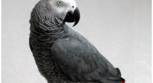 Никогда не заводите этих попугаев, если не хотите оказаться за решеткой (4 фото + 1 видео)