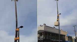 Австралийские креативщики примотали пальму к фонарному столбу (2 фото + 1 видео)