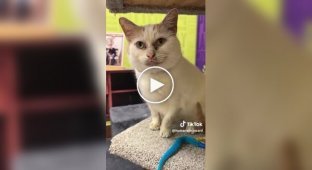 Nobody wants to take a cat from a shelter because of its appearance - a "dirty" face