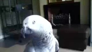 Попугай не любит когда это трогают