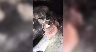 Пещера, захваченная сенокосцами