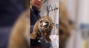 Tiger cubs don't want to weigh themselves