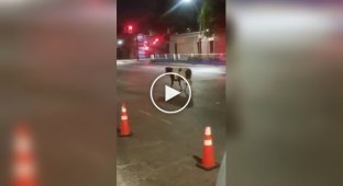 В Чили сбежавшая от хозяев корова сбила с ног полицейского, который пытался поймать ее