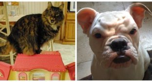 17 pets whose faces speak without words (18 photos)