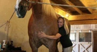 Большой Джейк - самая высокая лошадь в мире (6 фото)