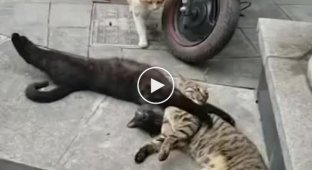 Кот застал свою кошку с другим