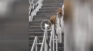 Обезьяны катаются на перилах