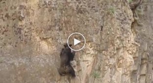 Удивительный медведь-скалолаз