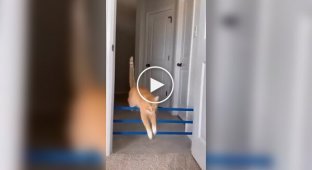 How high can a cat jump