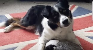 A brilliant dog learned the names of 231 toys (2 photos + 1 video)