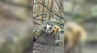 Фотоловушка в лесу показала, как лисица приносит лисятам добычу
