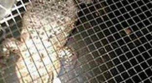 В США сантехник обнаружил аллигатора, которого на протяжении 26 лет прятали в подвале дома (2 фото)