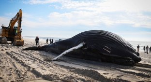 На берег пляжа в Лонг-Айленда выбросило тушу 10-метрового горбатого кита (6 фото)