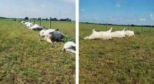 В Техасе молния одним ударом убила сразу 23 коровы (3 фото + 1 видео)