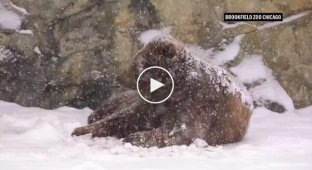 Перший сніг у Чикагському зоопарку порадував ведмежа