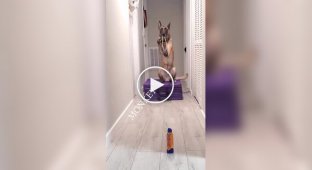 Собака научилась стрелять из рогатки