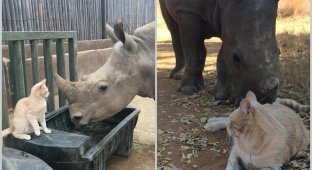 The cat befriended an orphaned rhinoceros and took him into custody (3 photos + 1 video)