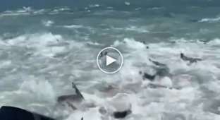 Louisiana fishermen witness dozens of sharks hunting