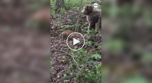 Собака не заметила олененка