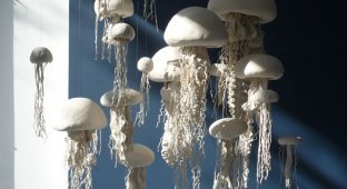  Медузы (7 Фото)