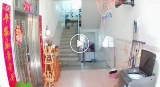 How a turtle tried to go down the stairs