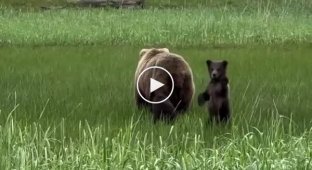 Little bear waves to tourists