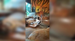 Тигр зігнав родича з нагрітого місця
