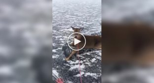 Мужик на коньках спас оленят