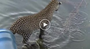 Леопард решил добыть себе рыбки на обед